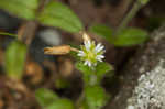 Fivestamen chickweed